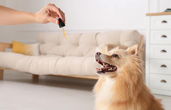Is CBD Safe For Dogs